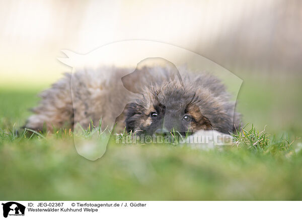 Westerwlder Kuhhund Welpe / Westerwald Cowdog Puppy / JEG-02367