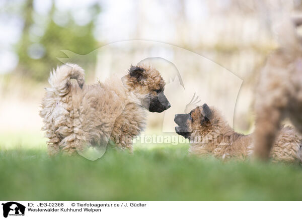 Westerwlder Kuhhund Welpen / Westerwald Cowdog Puppies / JEG-02368