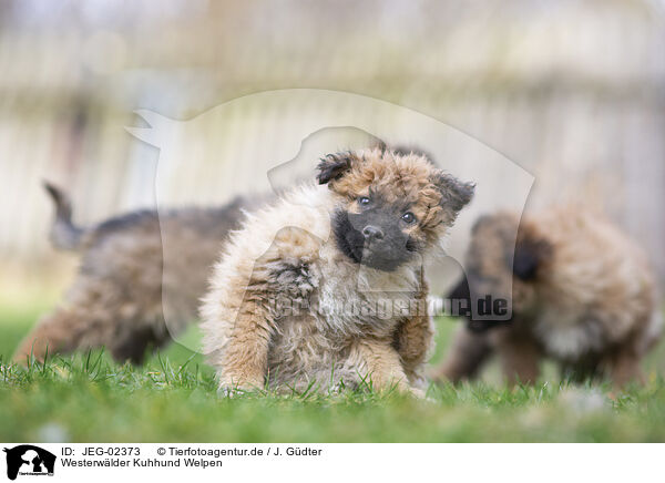 Westerwlder Kuhhund Welpen / JEG-02373
