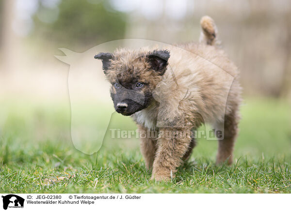 Westerwlder Kuhhund Welpe / JEG-02380