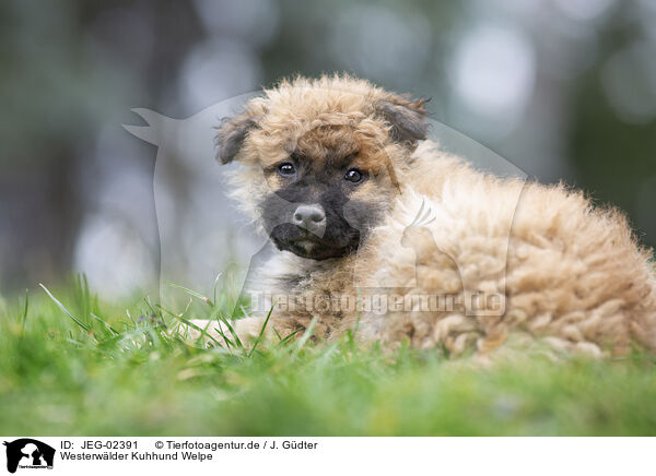 Westerwlder Kuhhund Welpe / JEG-02391