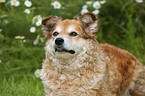 Westerwälder Kuhhund Portrait