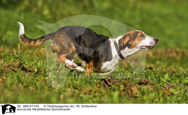 rennende Westf�lische Dachsbracke / MIS-01105