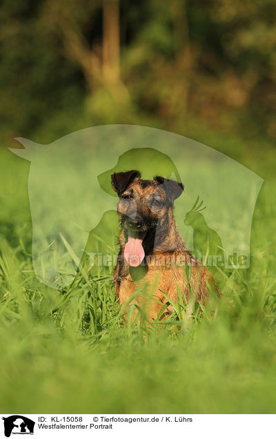 Westfalenterrier Portrait / KL-15058