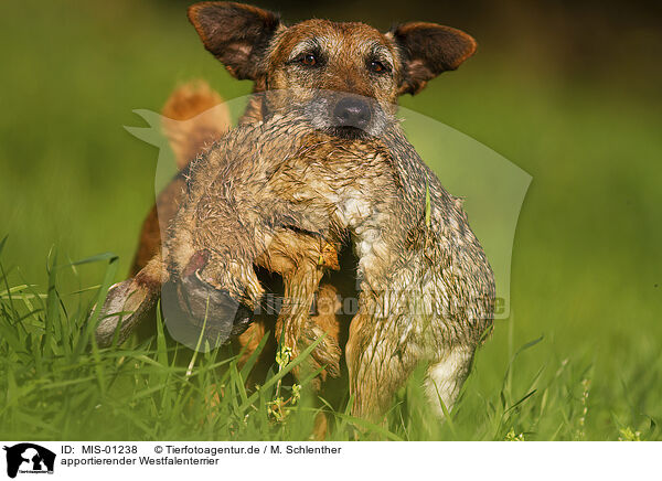 apportierender Westfalenterrier / retrieving Westfalen Terrier / MIS-01238
