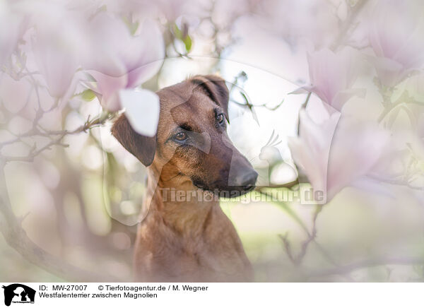 Westfalenterrier zwischen Magnolien / westfalia terrier between magnolias / MW-27007
