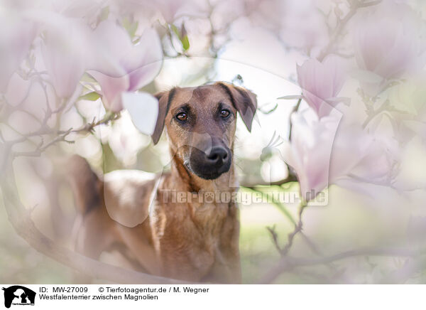 Westfalenterrier zwischen Magnolien / westfalia terrier between magnolias / MW-27009