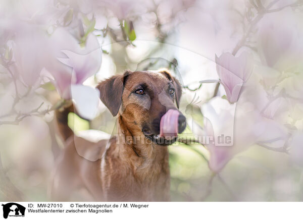 Westfalenterrier zwischen Magnolien / westfalia terrier between magnolias / MW-27010