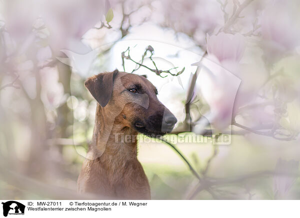Westfalenterrier zwischen Magnolien / westfalia terrier between magnolias / MW-27011