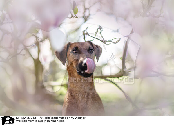 Westfalenterrier zwischen Magnolien / westfalia terrier between magnolias / MW-27012