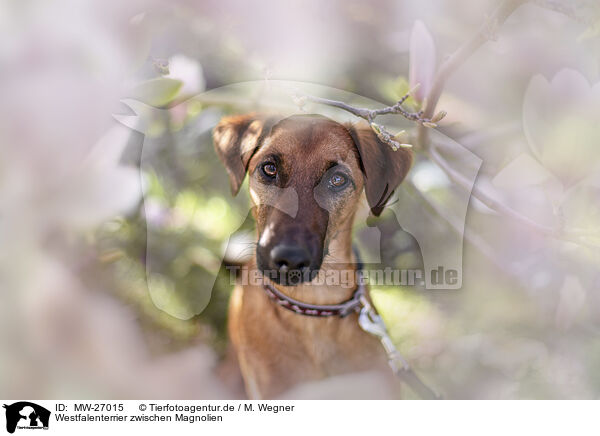 Westfalenterrier zwischen Magnolien / westfalia terrier between magnolias / MW-27015