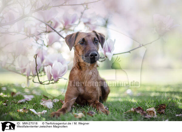 Westfalenterrier zwischen Magnolien / westfalia terrier between magnolias / MW-27018