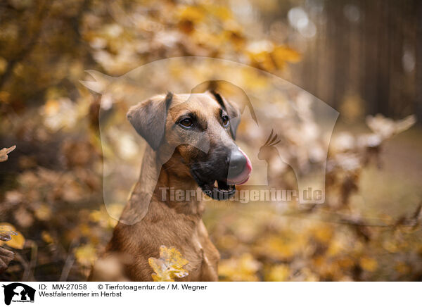 Westfalenterrier im Herbst / westfalia terrier in the autumn / MW-27058