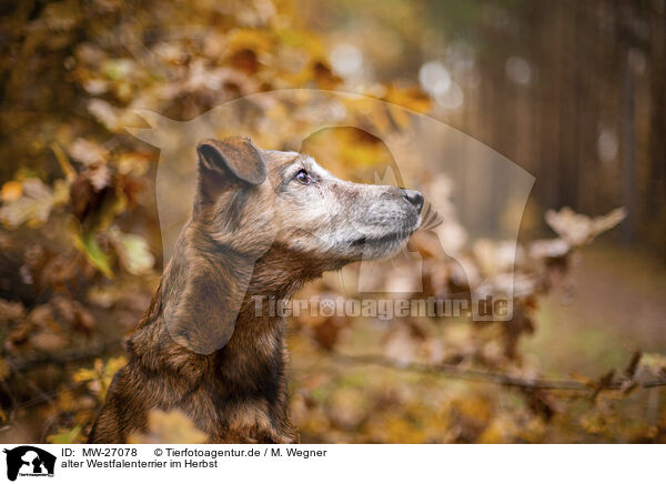 alter Westfalenterrier im Herbst / old westfalia terrier in the autumn / MW-27078