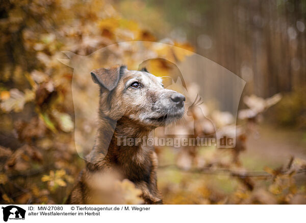 alter Westfalenterrier im Herbst / old westfalia terrier in the autumn / MW-27080