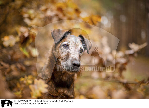 alter Westfalenterrier im Herbst / old westfalia terrier in the autumn / MW-27082