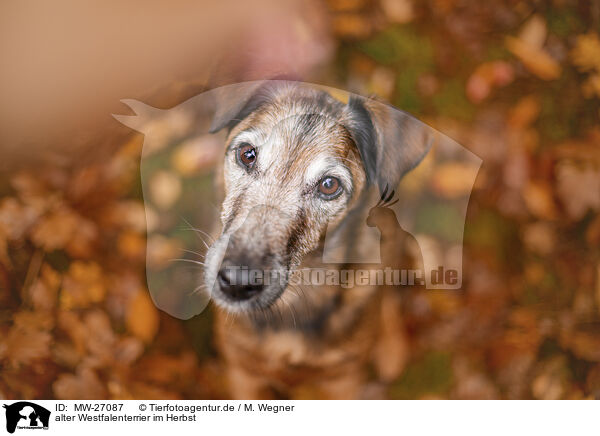 alter Westfalenterrier im Herbst / old westfalia terrier in the autumn / MW-27087