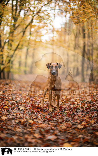 Westfalenterrier zwischen Magnolien / westfalia terrier between magnolias / MW-27089