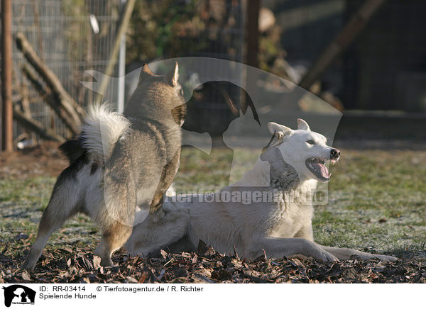 Spielende Hunde / RR-03414