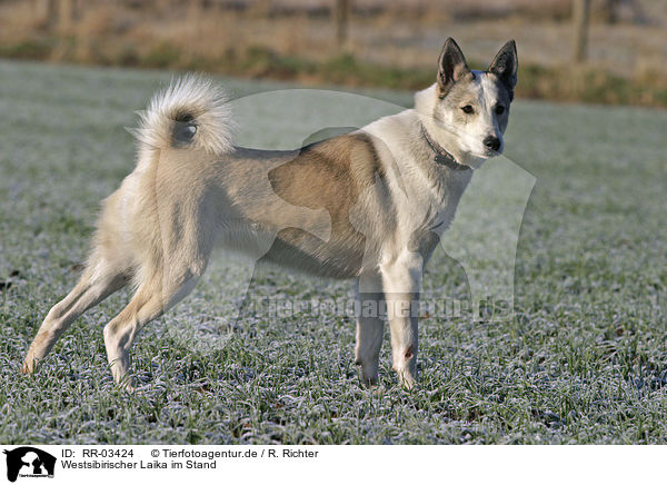 Westsibirischer Laika im Stand / standing laika / RR-03424