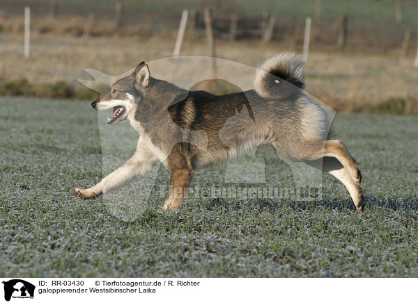 galoppierender Westsibirischer Laika / running laika / RR-03430