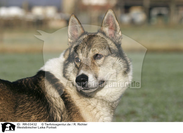 Westsibirscher Laika Portrait / Westsiberian Laika Portrait / RR-03432