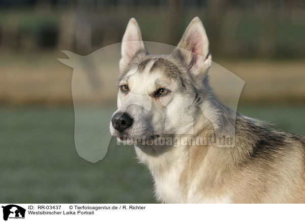 Westsibirscher Laika Portrait / Westsiberian Laika Portrait / RR-03437