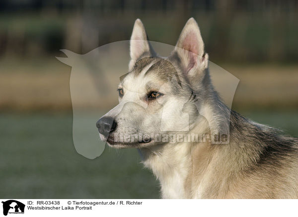 Westsibirscher Laika Portrait / Westsiberian Laika Portrait / RR-03438