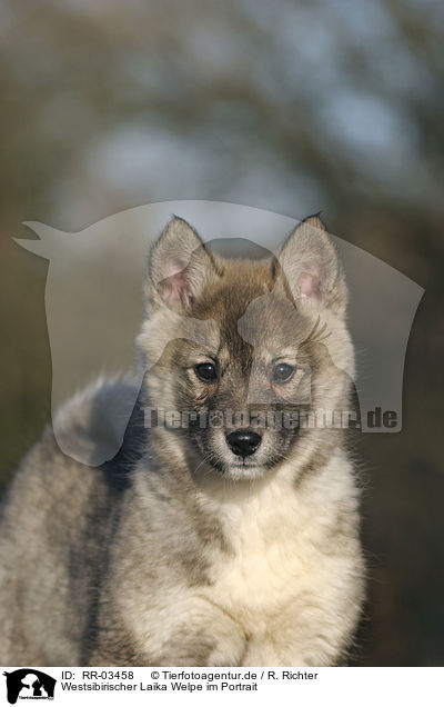 Westsibirischer Laika Welpe im Portrait / laika puppy portrait / RR-03458