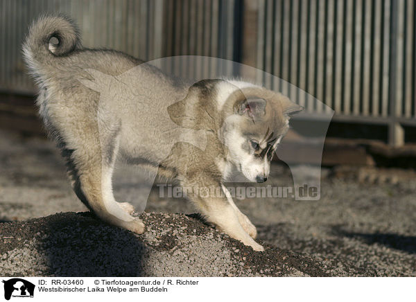 Westsibirischer Laika Welpe am Buddeln / digging laika puppy / RR-03460