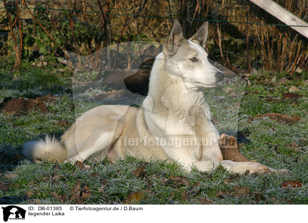 liegender Laika / lying dog / DB-01385