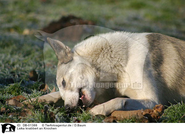 Laika knabbert an Knochen / gnawing dog / DB-01388
