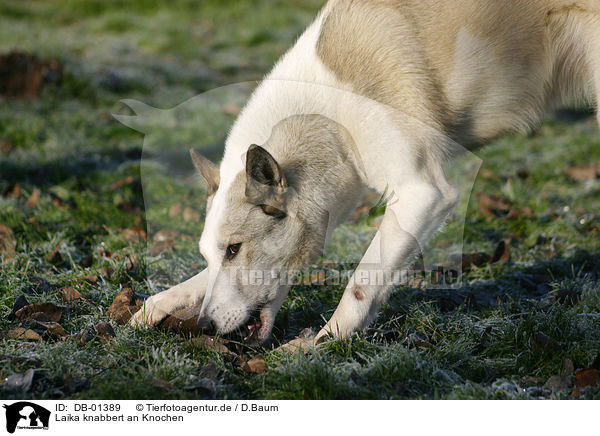 Laika knabbert an Knochen / gnawing dog / DB-01389