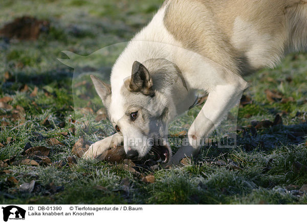 Laika knabbert an Knochen / gnawing dog / DB-01390