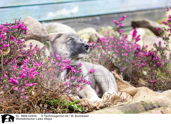 Westsibirischer Laika Welpe / West Siberian Laika Puppy / MAB-02836