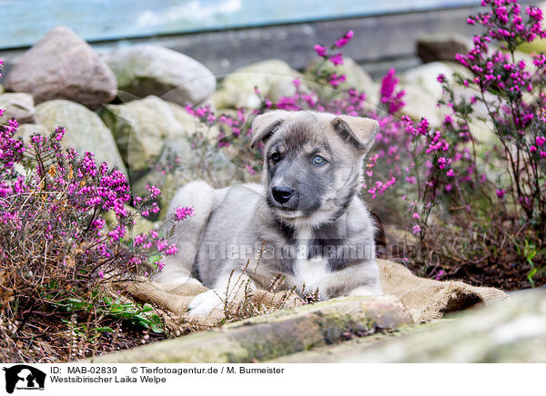 Westsibirischer Laika Welpe / West Siberian Laika Puppy / MAB-02839