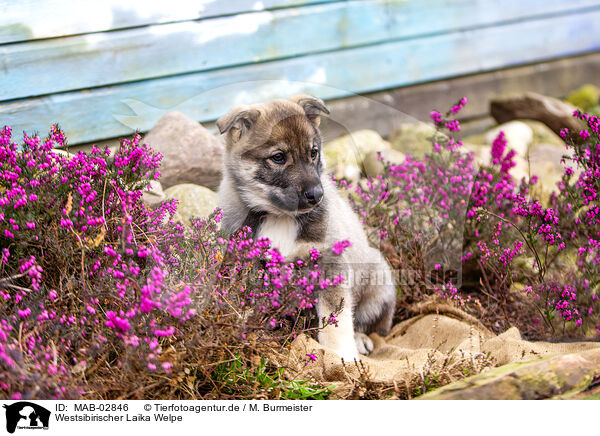 Westsibirischer Laika Welpe / West Siberian Laika Puppy / MAB-02846