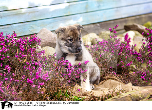Westsibirischer Laika Welpe / MAB-02846
