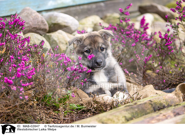 Westsibirischer Laika Welpe / West Siberian Laika Puppy / MAB-02847