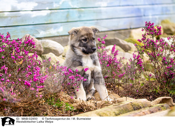Westsibirischer Laika Welpe / West Siberian Laika Puppy / MAB-02850