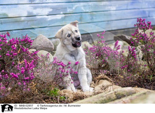 Westsibirischer Laika Welpe / West Siberian Laika Puppy / MAB-02857