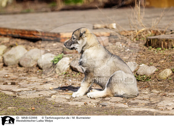 Westsibirischer Laika Welpe / MAB-02866