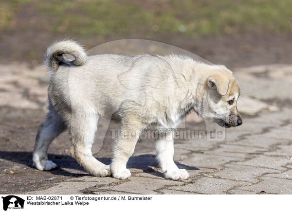 Westsibirischer Laika Welpe / West Siberian Laika Puppy / MAB-02871