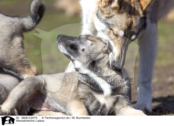 Westsibirische Laikas / West Siberian Laikas / MAB-02876