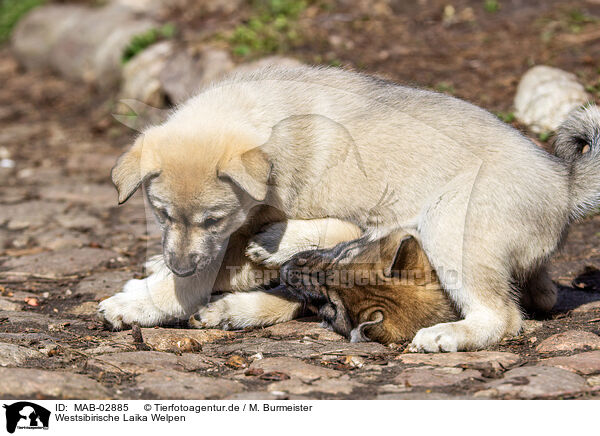 Westsibirische Laika Welpen / West Siberian Laika Puppies / MAB-02885