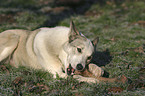 Laika knabbert am Stckchen