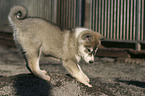 Westsibirischer Laika Welpe am Buddeln