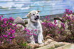 Westsibirischer Laika Welpe