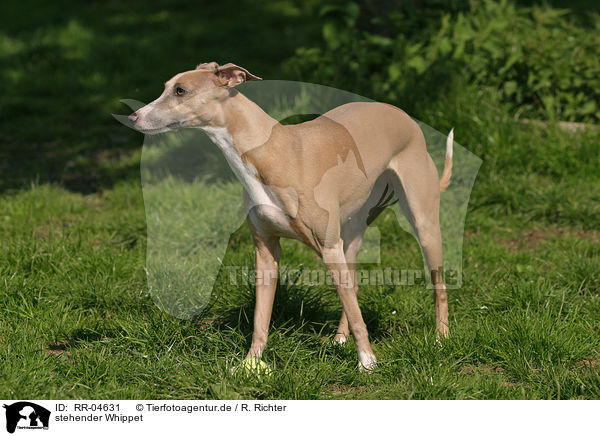 stehender Whippet / standing Whippet / RR-04631