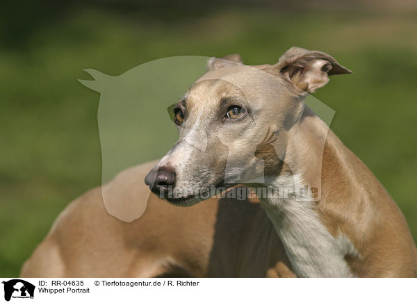 Whippet Portrait / RR-04635